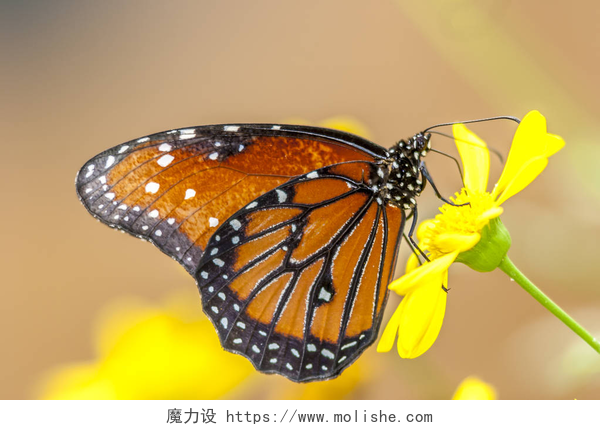 一朵黄色花上的美丽蝴蝶 帝王蝶, Danaus plexippus 是马利筋蝶 (家族 Danainae) 在家庭蛱蝶